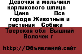 Девочки и мальчики карликового шпица  › Цена ­ 20 000 - Все города Животные и растения » Собаки   . Тверская обл.,Вышний Волочек г.